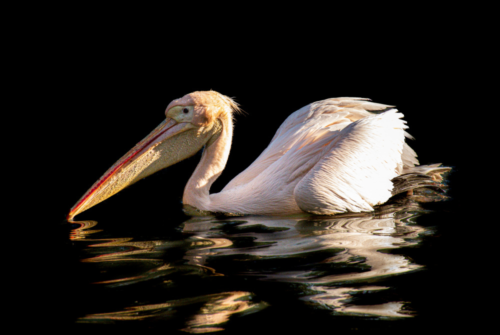 Scrambled pelican od Alexandra Isbasoiu
