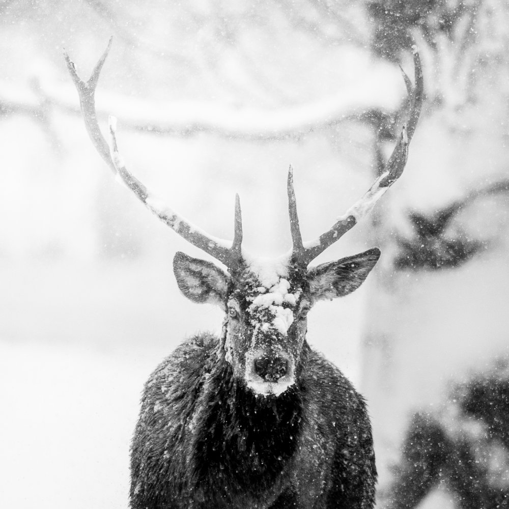 Male deer in heavy snow od Alexandru Handrache