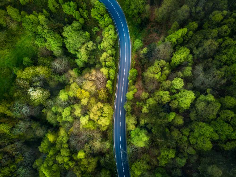 Road in the forest od Alfonso Maseda Varela