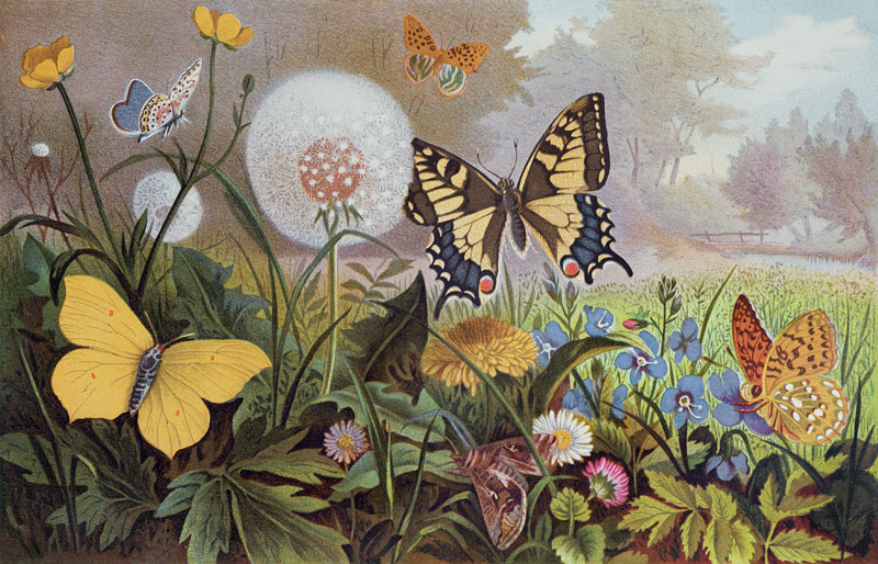 Butterflies, illustration from an Hungarian natural history book, c.1900 (colour litho) od Alfred Brehm