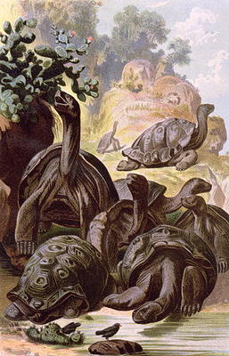 Giant Tortoises from the Galapagos Islands, from a natural history book, 1887 (colour litho) od Alfred Brehm