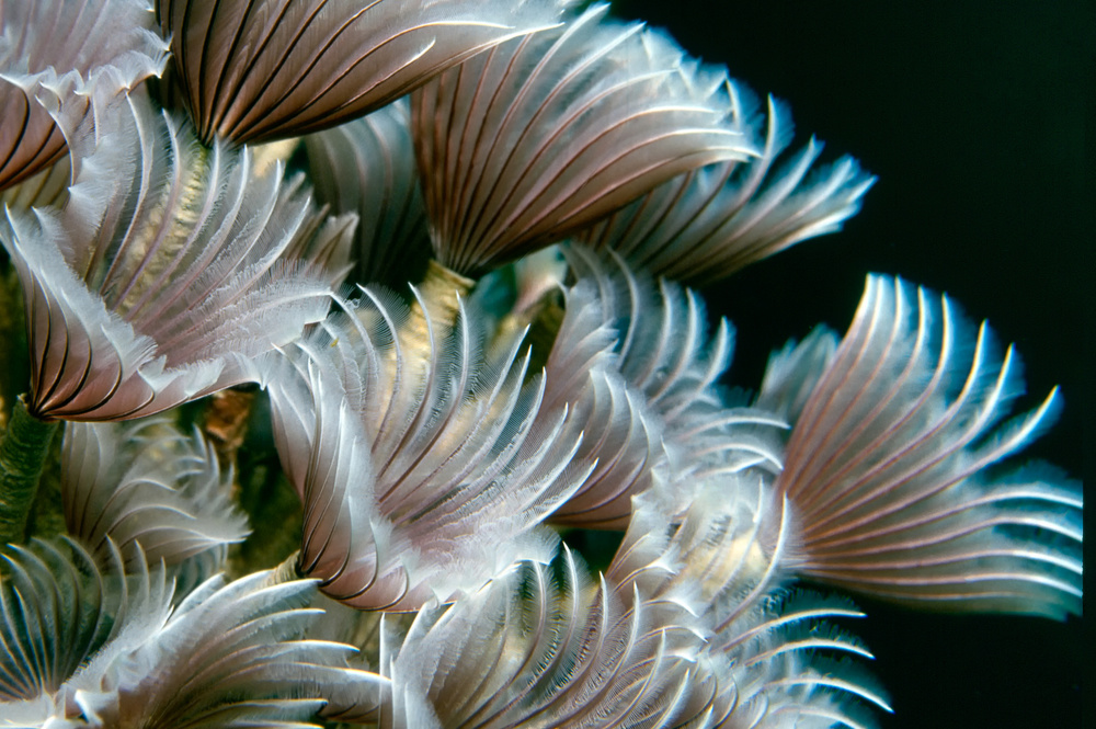 Feather Duster Worms od Alfred Forns