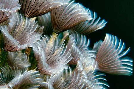 Feather Duster Worms