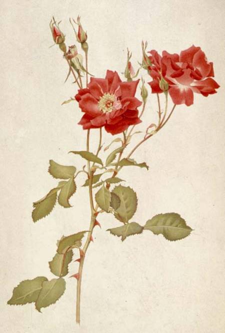 Rose: Bourbon od Alfred Parsons