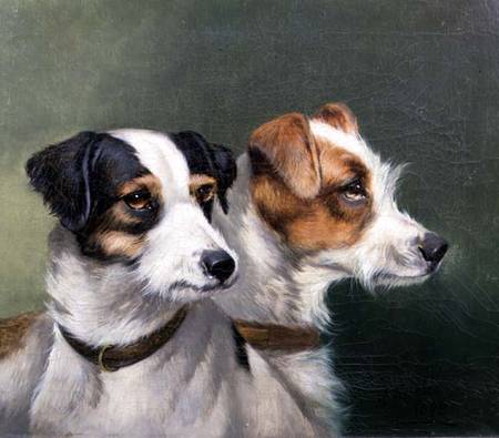 Two Fox Terriers od Alfred Wheeler