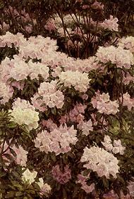 Rhododendron flowers od Alfrida Vilhelmine Ludovica Baadsgaard
