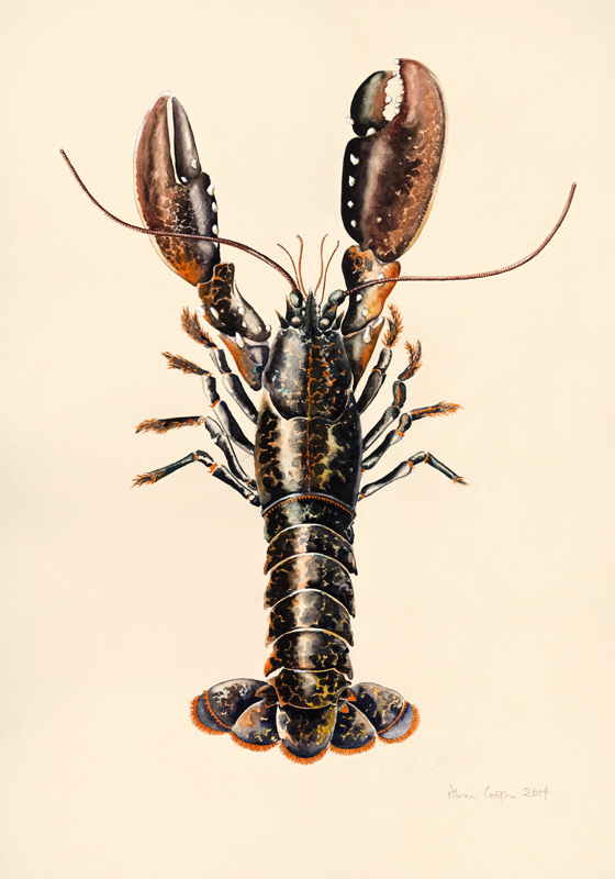 Lobster from Solva od Alison  Cooper