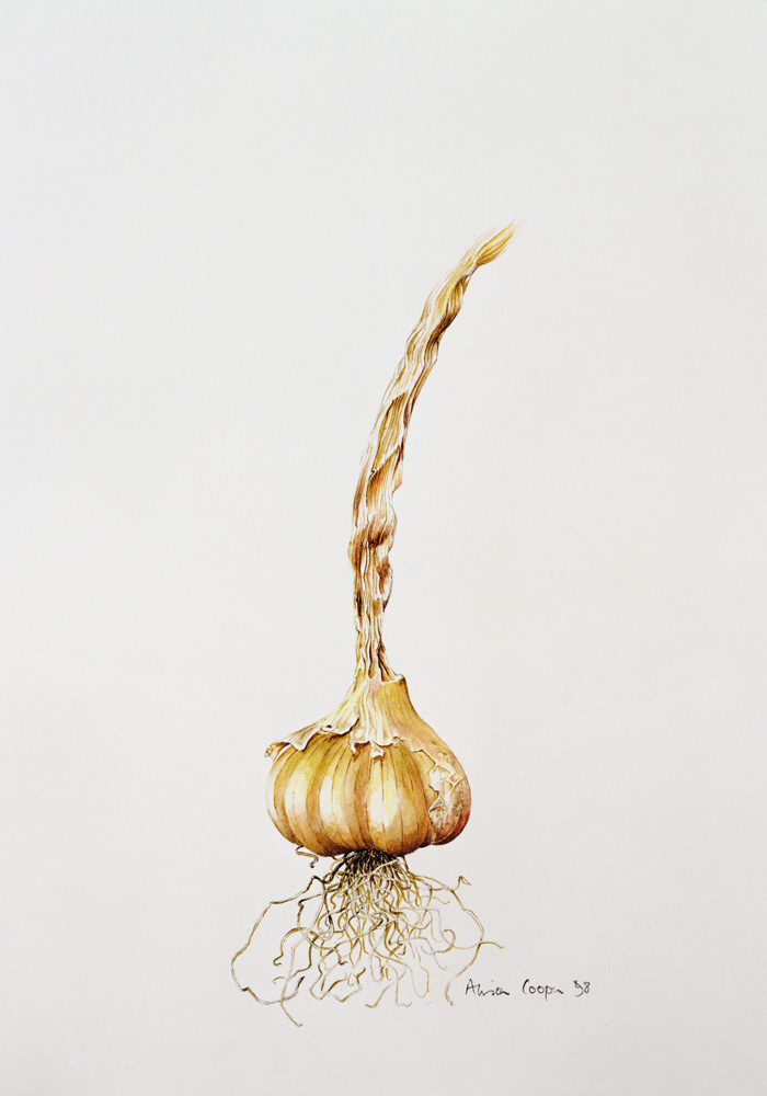 Onion od Alison  Cooper