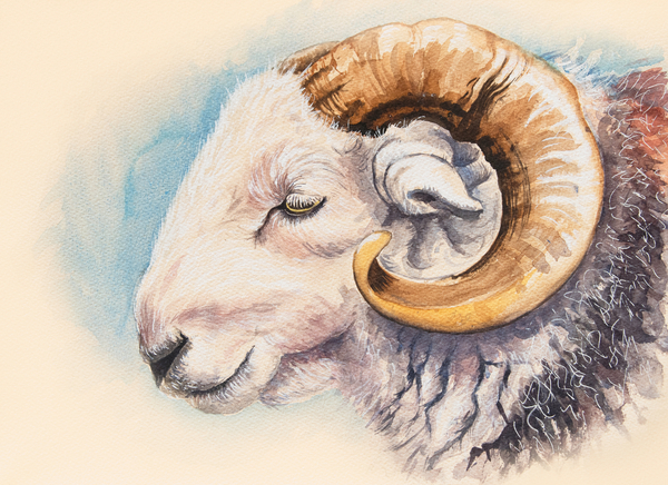 A Herdwick Ram od Alison  Cooper