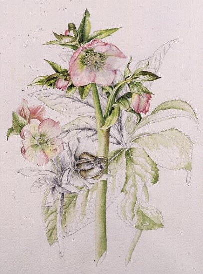 Anemone Hupehensis  od Alison  Cooper