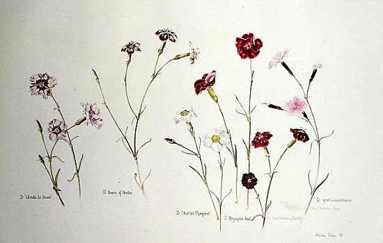 Carnations od Alison  Cooper