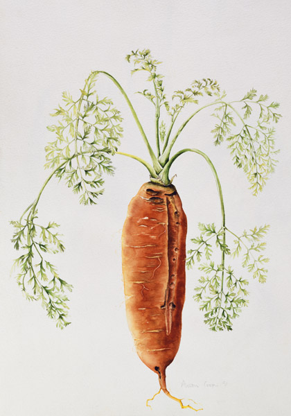 Carrot from my Garden (w/c)  od Alison  Cooper