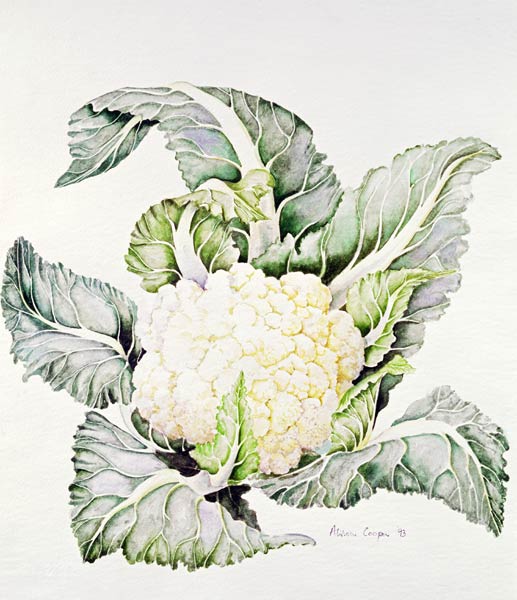 Cauliflower Study, 1993 (w/c)  od Alison  Cooper