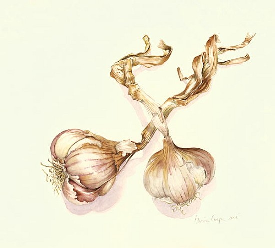 Garlic bulbs, 2005 (w/c on paper)  od Alison  Cooper