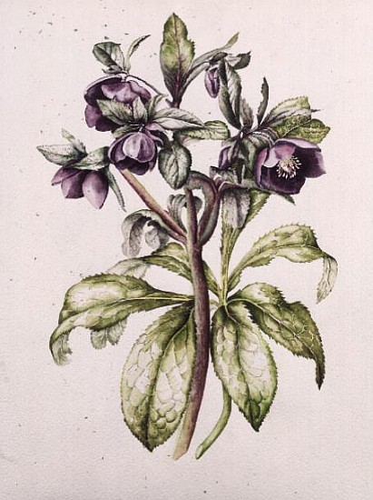 Helleborus Orientalis from Helen Ballard (dark purple flowers)  od Alison  Cooper