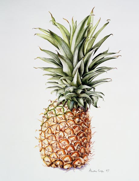 Pineapple od Alison  Cooper