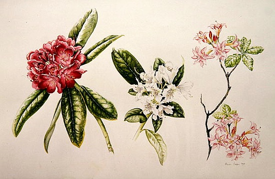 Rhododendron od Alison  Cooper