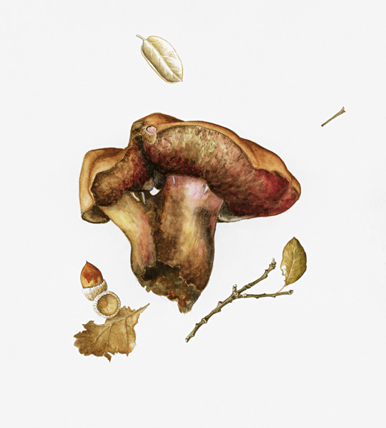Wild Mushroom (w/c on paper)  od Alison  Cooper