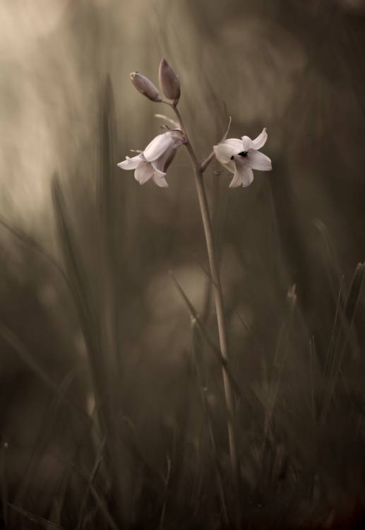 A small flower on the ground od Allan Wallberg