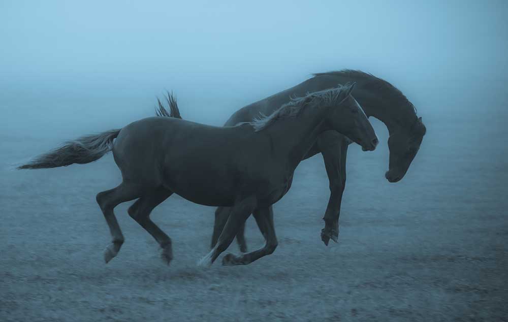 Horses in the fog od Allan Wallberg