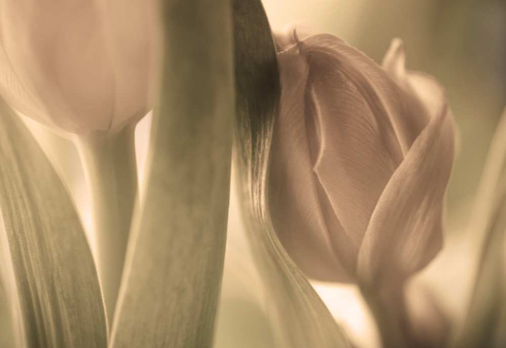 Tulips od Allan Wallberg