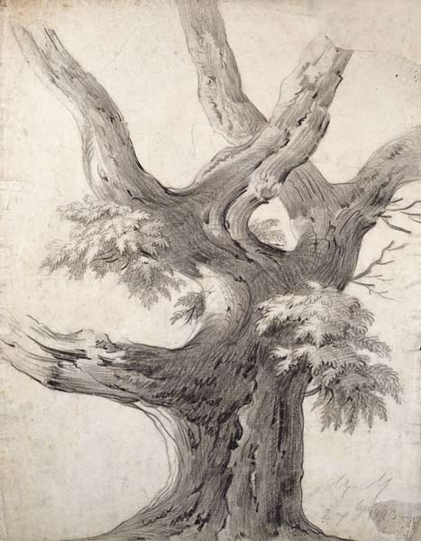 Study of a Tree od Alphonse Nicolas Michel Mandevare