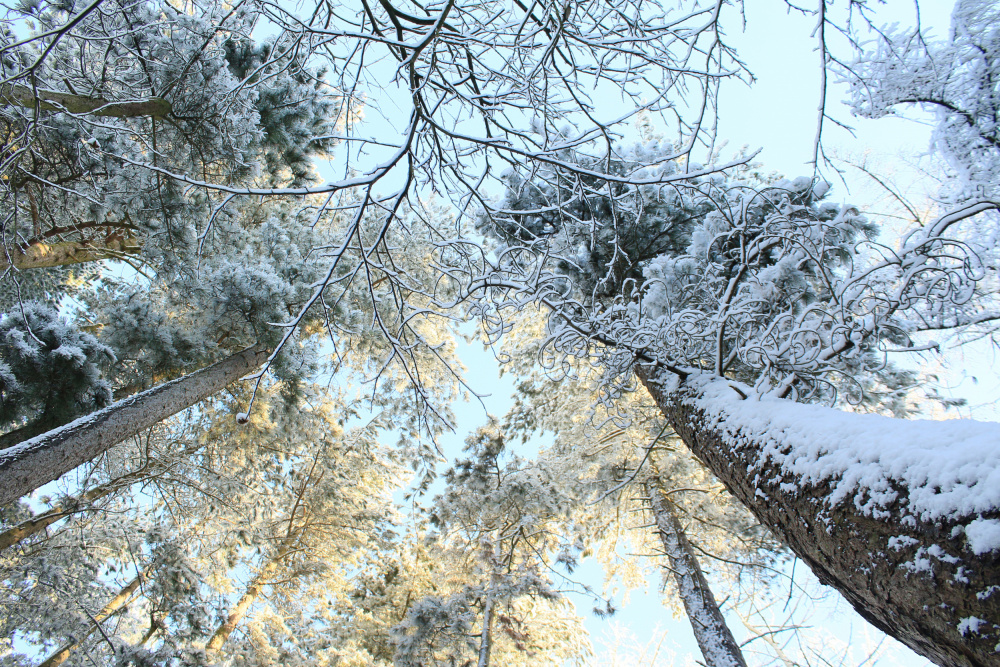 Tall Pine Trees, Snow, Golden Glow ii od Alyson Fennell
