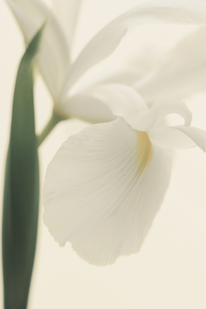 White Iris Flower Ii Pictufy od Alyson Fennell