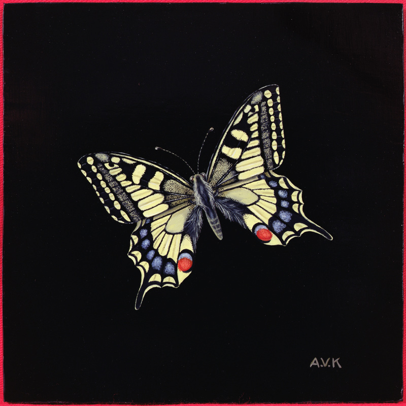 Swallowtail butterfly od  Amelia  Kleiser