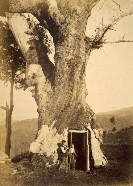 Two boys at the doorway of their treehouse, c.1870-80 (b/w photo)  od American Photographer