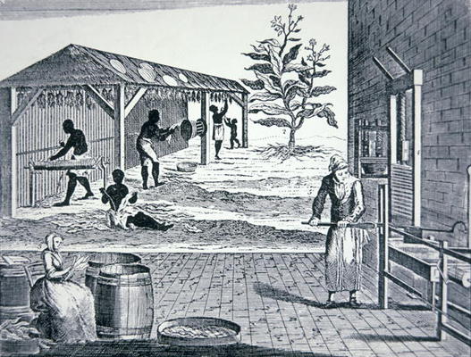 The cultivation of tobacco in Colonial America (engraving) od American School