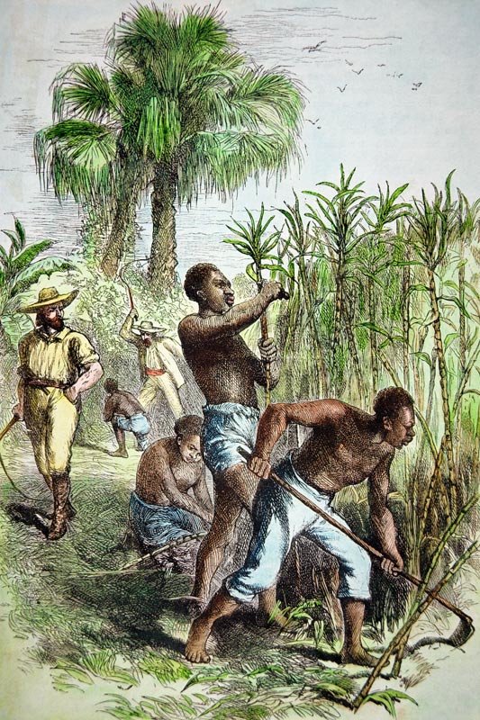 Slaves working a sugar field, c.1860 (coloured engraving) od American School, (19th century)