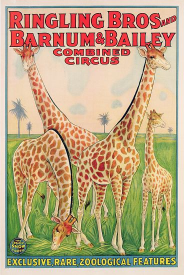 Poster advertising Ringling Bros and Barnum & Bailey Combined Circus od American School, (20th century)