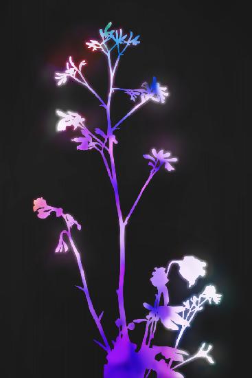 Florescence Purple Flowers
