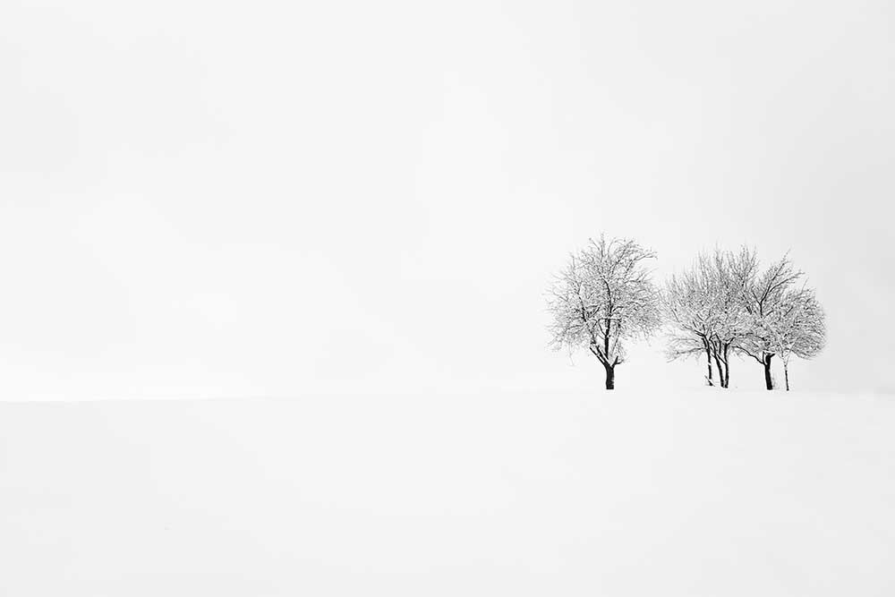 tree and silence od Amir Bajrich