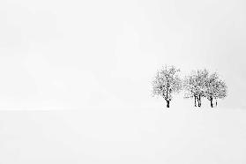 tree and silence