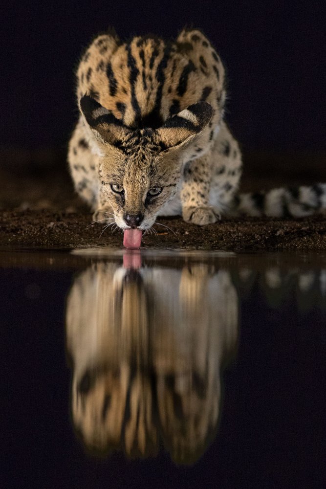 The serval od Amnon Eichelberg