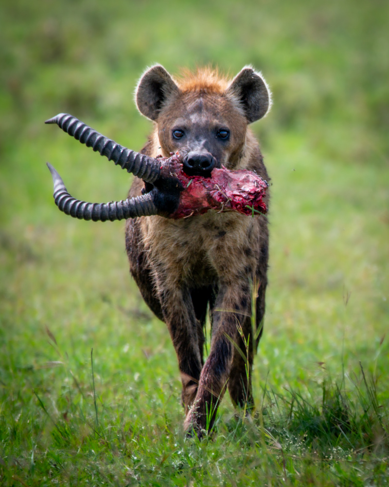 Heinous Hyena od Amro