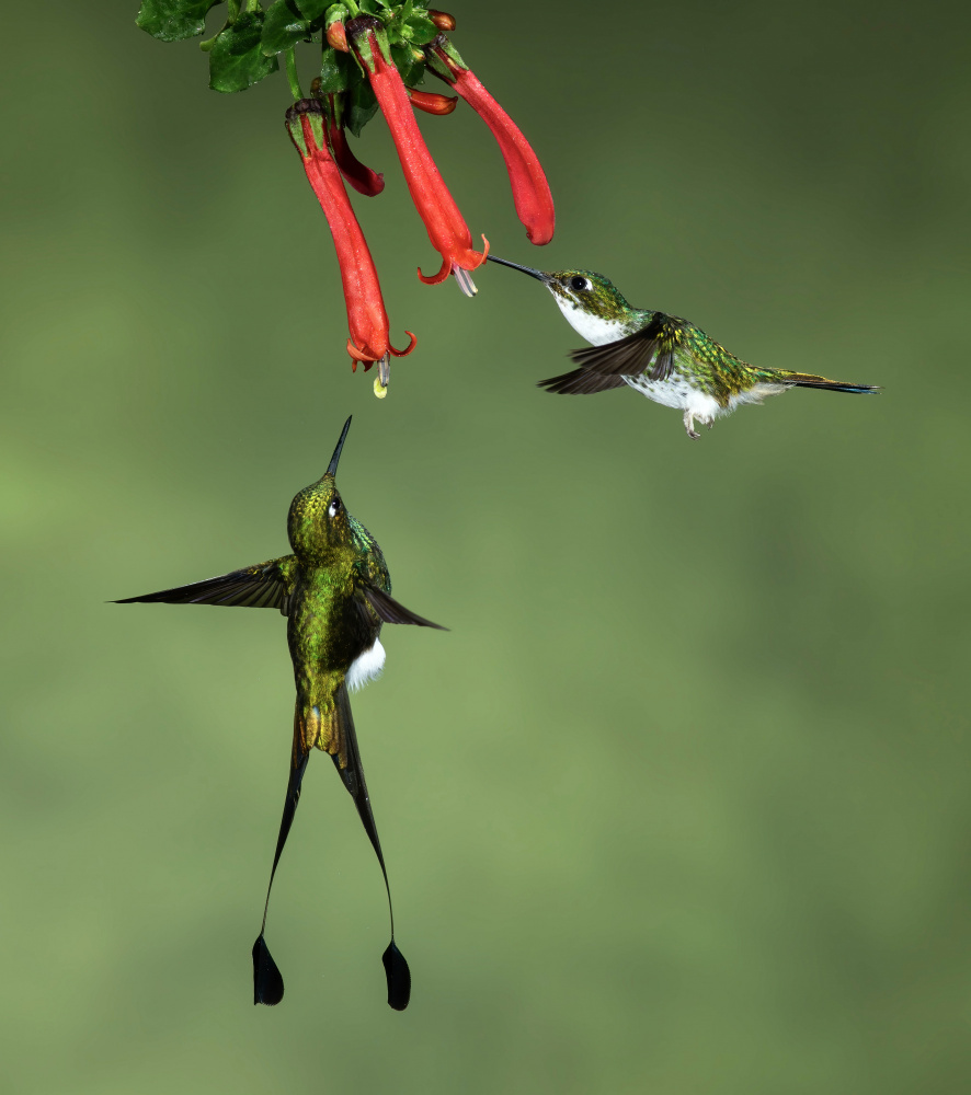 Booted Racket-tail Hummingbirds od Amy Marques