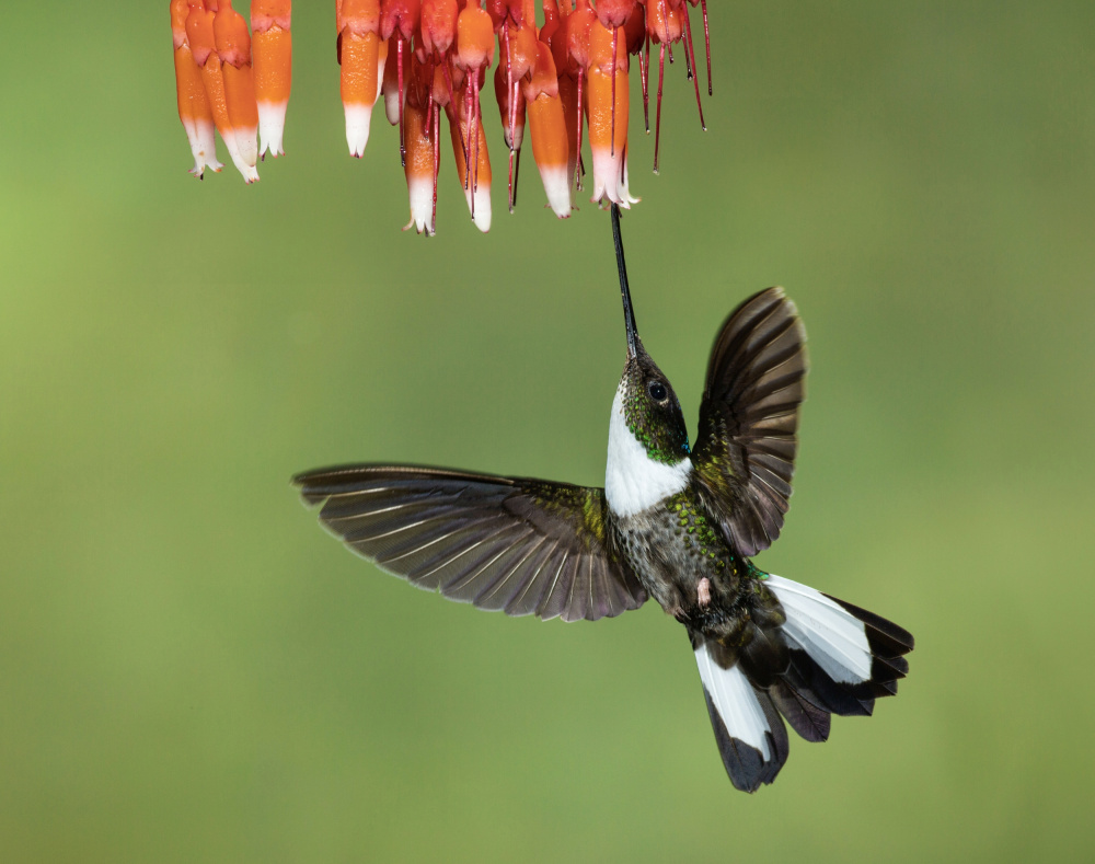 Collared Inca Hummingbird od Amy Marques