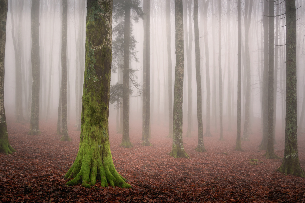 La foresta incantata od Andrea Maestosi