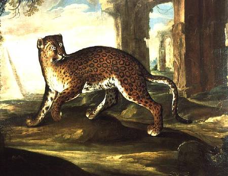 A Jaguar od Andrea the Elder Scacciati