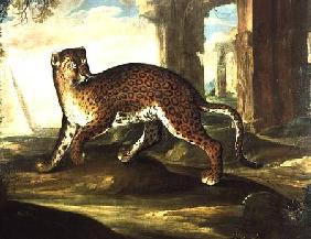 A Jaguar