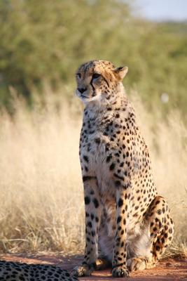 Gepard od Andreas Pollok