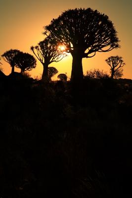 Köcherbaumwald Namibia od Andreas Pollok