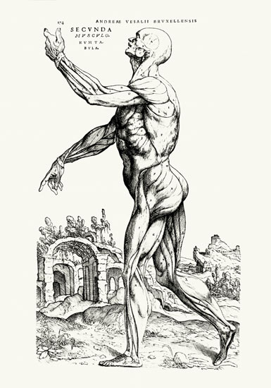 Musculature Structure of a Man (b/w neg & print) od Andreas Vesalius