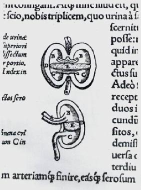 Kidney, two sections