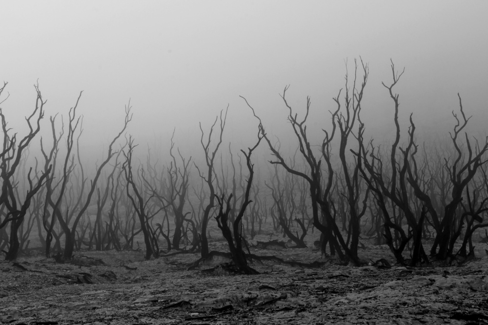 kabut pagi di hutan mati od Andrei Amisi