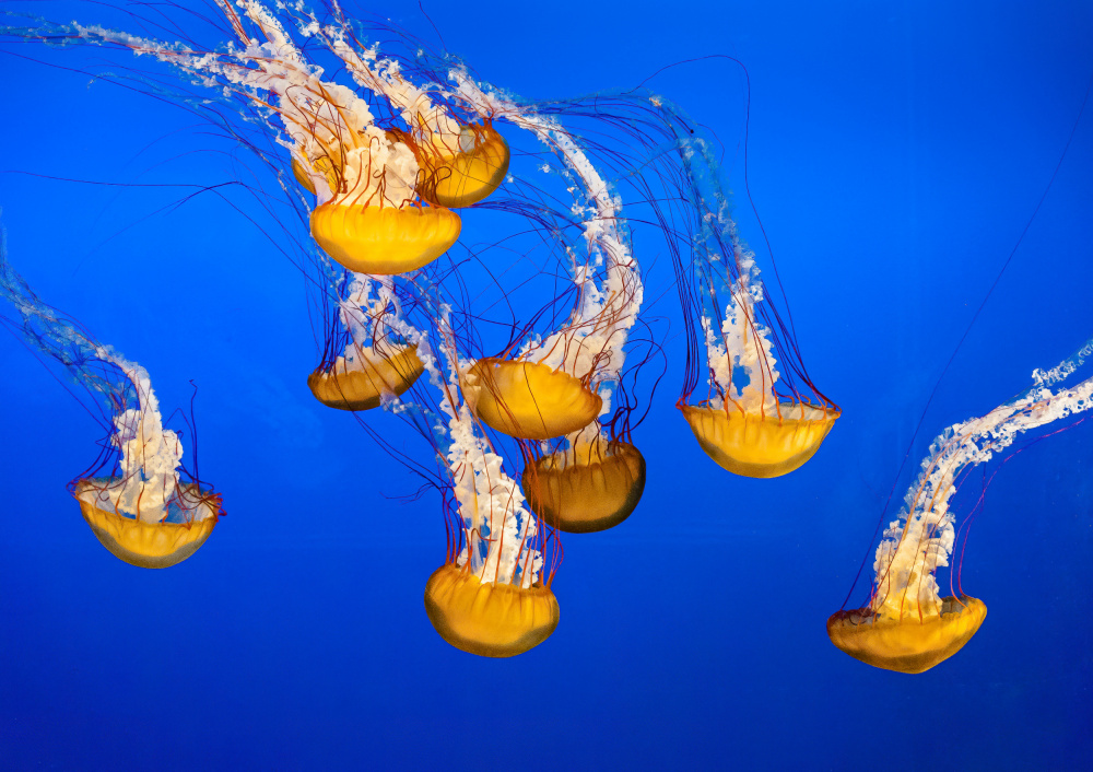 Dancing Jellyfish, #301 od Andrew Beavis