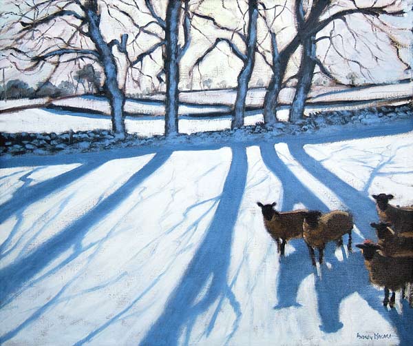 Sheep in snow, Derbyshire od Andrew  Macara